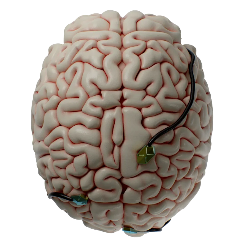 brain